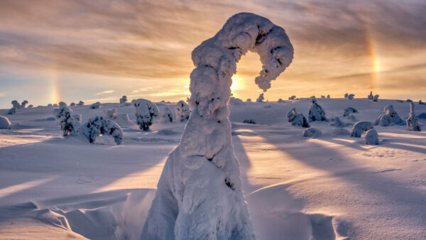 Wallpaper During, Snow, With, Rainbow, Sunrise, Covered, Trees, Field, Winter