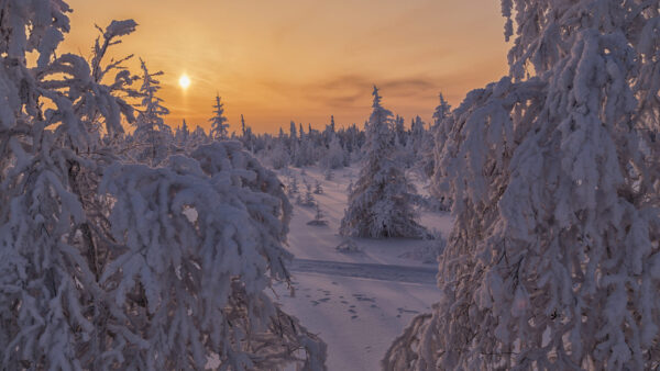 Wallpaper Fir, Forest, Sunset, And, Desktop, Snow, With, Trees, During, Winter