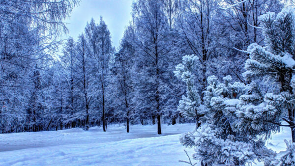 Wallpaper Background, Forest, Covered, Winter, Snow, Trees, Field