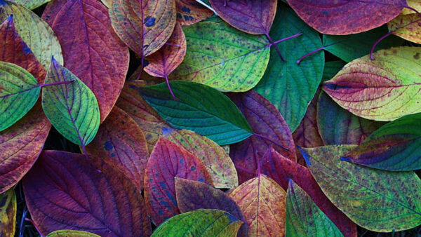 Wallpaper Yellow, Leaves, Autumn, Purple, Green