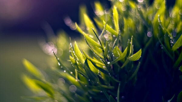 Wallpaper Plants, Scenery, Water, Bokeh, Leaves, With, Closeup, View, Drops, Nature, Green, Background