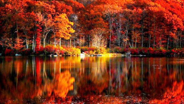 Wallpaper Reflection, Forest, Red, Fall, Leafed, Yellow, Trees, Autumn, River