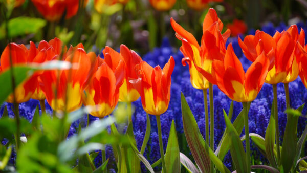 Wallpaper Background, Flowers, Red, Tulip, Blue, Yellow