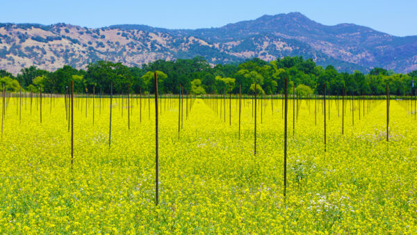 Wallpaper Landscape, Sky, Blue, Mountains, Green, Trees, Yellow, Field, Background, Beautiful, View, Flowers