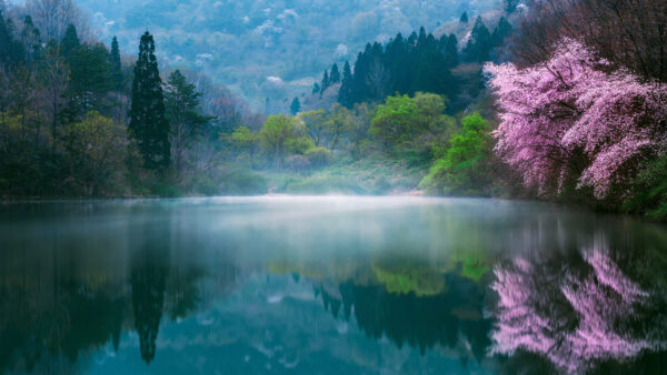 Wallpaper Nature, Water, Spring, Lake, Blossom, Forest, Reflection, Fog