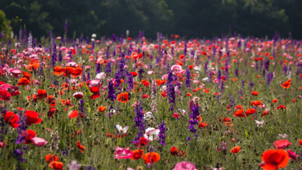 Wallpaper Red, Poppy, Purple, Grass, Green, Common, Field, Lupine, Flowers