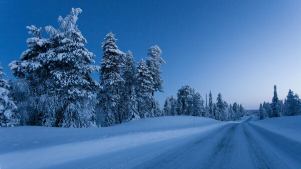 Wallpaper During, Winter, Trees, Sky, Field, Time, Evening, Spruce, Nature, Snow, Blue, Under