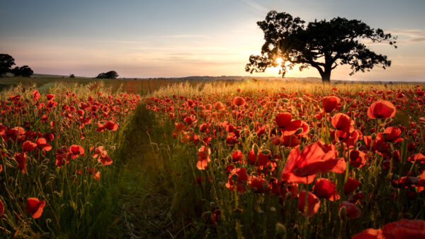 Wallpaper Blue, Nature, Red, Sunlight, Field, Common, Background, Sky, Trees, Poppy, Flowers