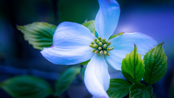 Wallpaper Blur, Leaves, Light, Blue, Green, Background, Dogwood, Blossom, Flower, Flowers