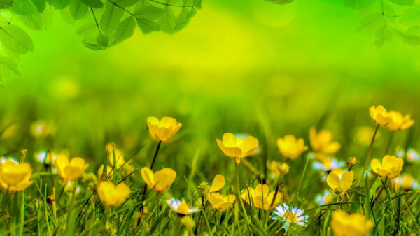 Wallpaper Soft, Green, Meadow, Spring, Yellow, Flowers, Field, Background