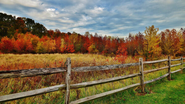 Wallpaper Blue, Green, Red, Leaves, With, Autumn, Sky, White, Yellow, Wood, Spring, Fence, Trees, Under, Clouds