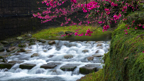 Wallpaper Desktop, Trees, Beautiful, Pink, Blossom, Flowers, Sakura, Bushes, Stream, Scenery, Background, Stones, Water, Nature, Mobile