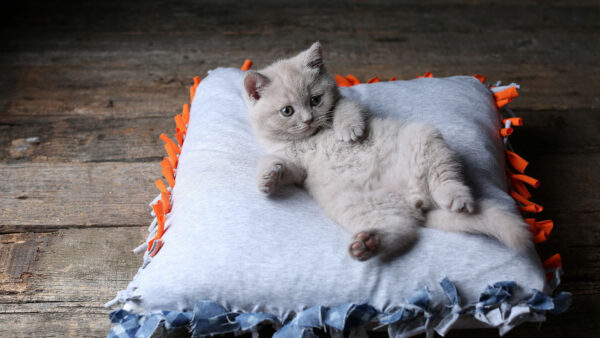 Wallpaper Cat, Funny, Lying, Fur, Down, Expression, Face, Bed