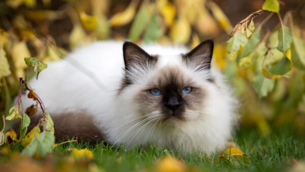 Wallpaper Cat, White, Eyes, Green, Grass, Blue, Sitting, Black