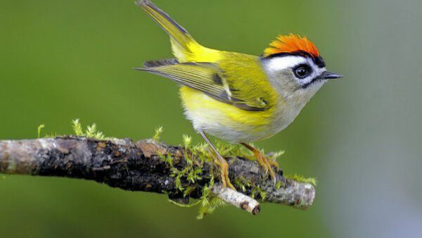 Wallpaper Tree, Desktop, Green, Standing, Background, Birds, Yellow, Black, White, Bird, Branch