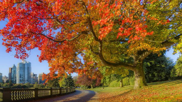 Wallpaper Blue, Orange, Autumn, Red, Branches, Sky, Green, Fall, Buildings, Background, Trees