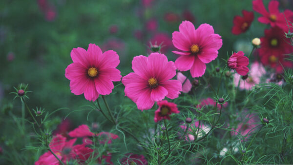 Wallpaper Background, Flowers, Plants, Pink, Aesthetic, Green, Blur