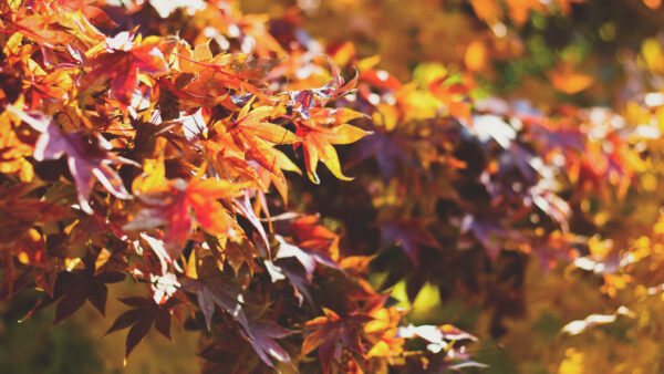 Wallpaper Leaves, Green, Purple, Blur, Yellow, Background, Branches, Tree, Autumn