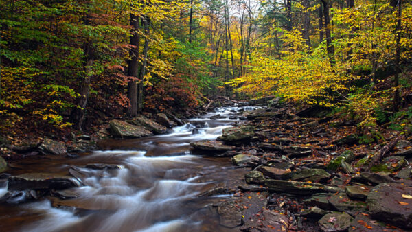 Wallpaper Red, Stream, Forest, Stones, Trees, Leaves, Autumn, Yellow, Fall, Water, Background, Green