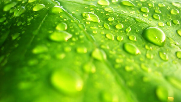 Wallpaper Green, Drops, Closeup, Water, With, View, Leaf
