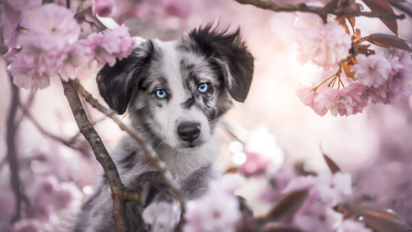 Wallpaper Branch, Puppy, Pink, Flowers, Black, Tree, Light, Sakura, Sitting, Dog, White