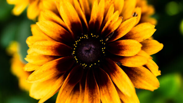 Wallpaper Yellow, Flower, Background, Dark, Rudbeckia, Closeup, Petals, Flowers, View