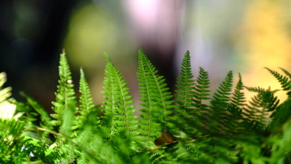 Wallpaper Desktop, Background, Blur, Plant, Photography, Mobile, Closeup, View, Fern, Leaves, Green