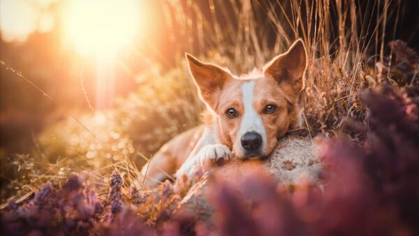 Wallpaper Brown, Lying, Dog, Stone, Background, Sunlight, White, Down