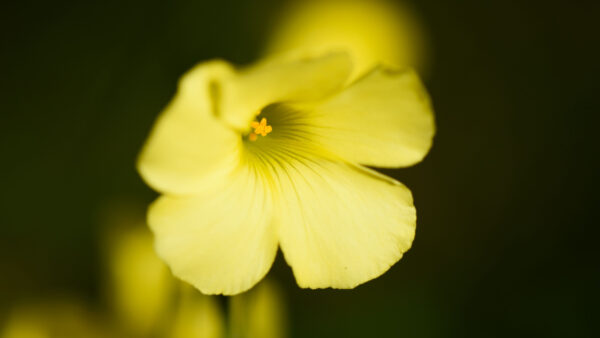 Wallpaper Blur, Background, Oxalis, Flower, Yellow, Petals, Flowers