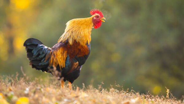 Wallpaper Standing, Rooster, Background, Headup, Blur, With
