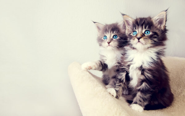 Wallpaper Cute, Kittens