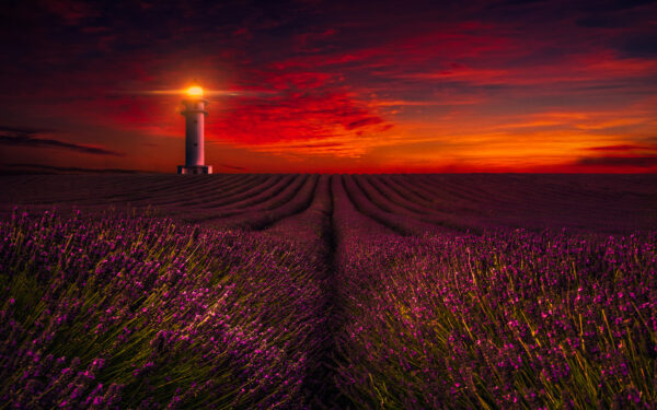 Wallpaper Sunset, Lavender, Field, Lighthouse