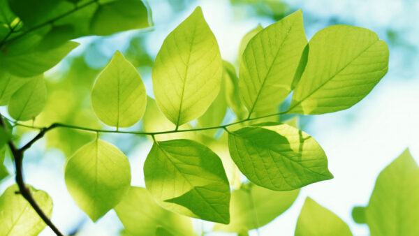 Wallpaper Leaves, Green