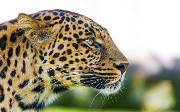Wallpaper Cat, Big, Leopard