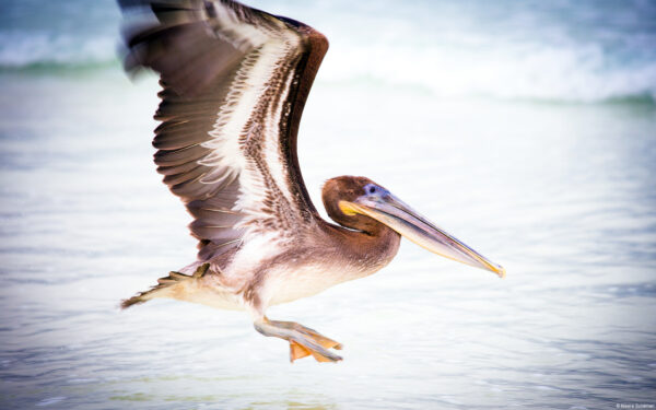 Wallpaper Pelican, Water, Bird