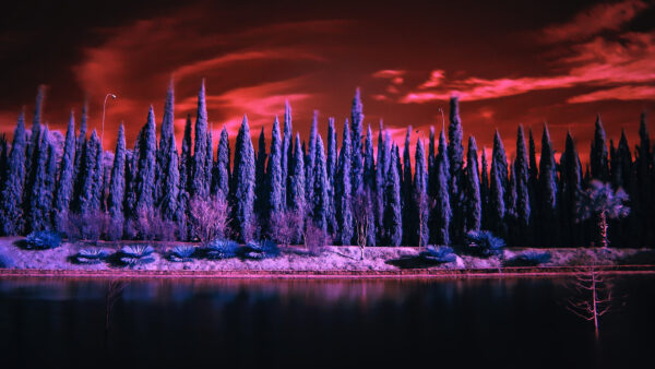 Wallpaper Red, Pine, Landscape, Tree, Sky