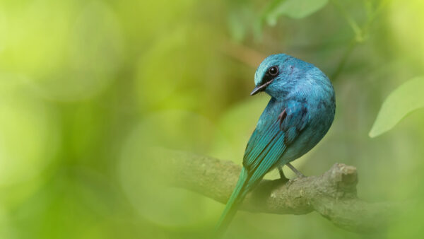 Wallpaper Desktop, Animal, Animals, Mobile, Bird