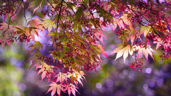 Wallpaper Purple, Blur, Background, Desktop, Autumn, Branches, Bokeh, Pink, Leaves, Nature, Green