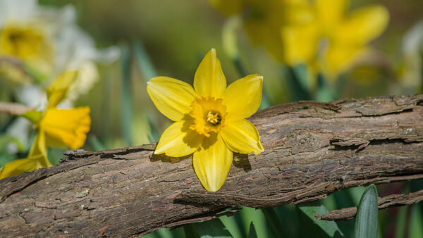 Wallpaper Daffodil, Spring, Flower, Wood, Yellow, Broken, Flowers