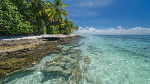 Wallpaper Landscape, Island, Desktop, Nature, Coconut, Sea, Near, Trees