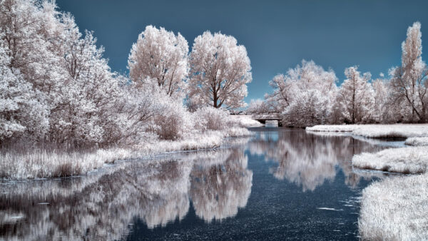 Wallpaper Daytime, Trees, Reflection, Ice, With, During, Lake, Frozen, Desktop, Nature, Mobile
