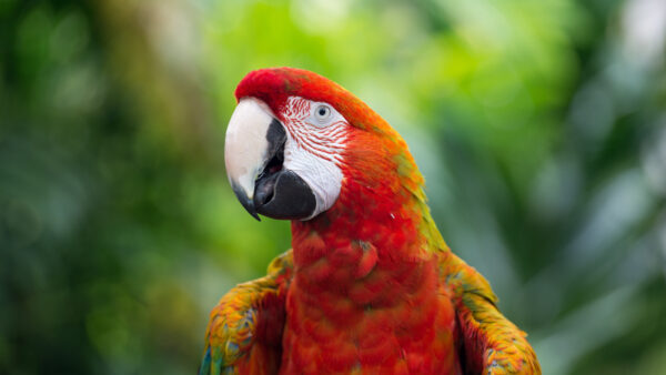 Wallpaper And, Parrot, Color, Desktop, Red, Yellow, Mobile, Background, With, Shallow, Birds