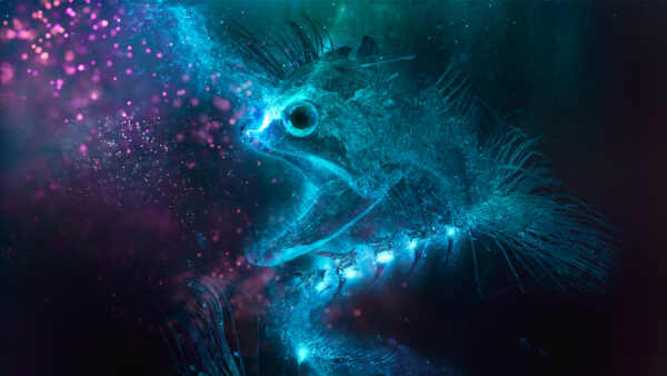 Wallpaper Eye, Fish, Desktop, Blue, Abstract