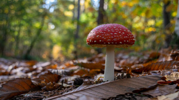 Wallpaper Nature, Trees, Background, Mobile, Shallow, With, Red, Mushroom, Desktop