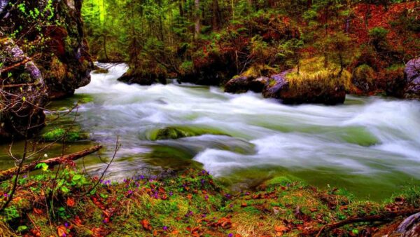 Wallpaper Trees, Desktop, Forest, Autumn, Beautiful, Stream, Algae, Covered, Rocks, Water, Between, Green, Colorful