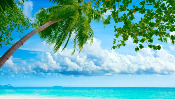 Wallpaper Sea, Front, Blue, Above, With, Tree, Coconut, Sky, Leaning, Desktop, Beach, Cloudy
