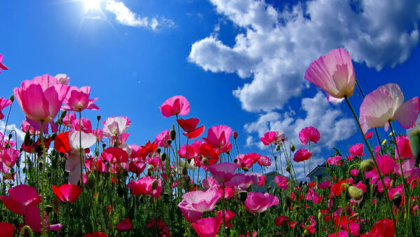 Wallpaper Flowers, Desktop, Sunny, Daytime, Pink