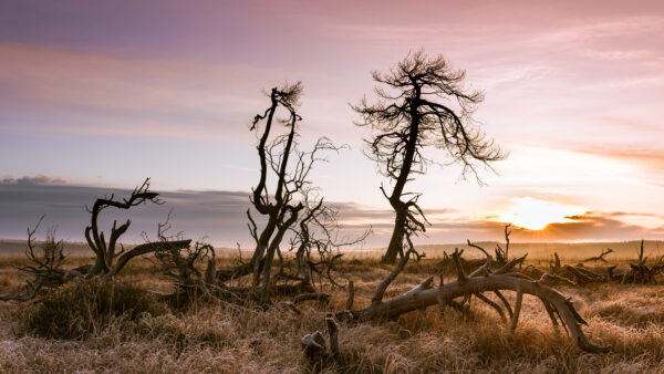 Wallpaper During, Desktop, Landscape, And, Field, Sunset, Trees, Nature, Dry, Mobile