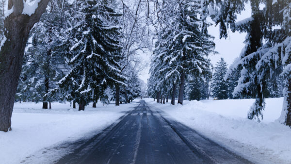 Wallpaper Covered, Trees, Snow, Green, Road, Nature, Desktop, Between, Mobile