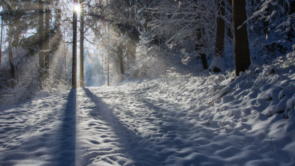 Wallpaper With, Desktop, And, Path, Forest, Frost, During, Winter, Mobile, Pine, Nature, Trees